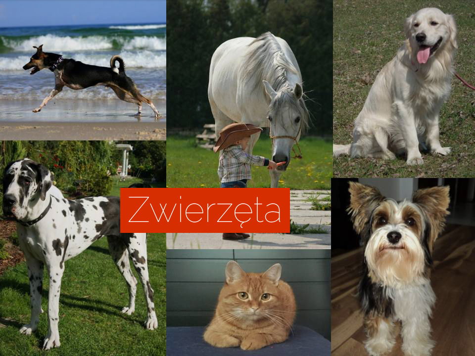 zwierzęta